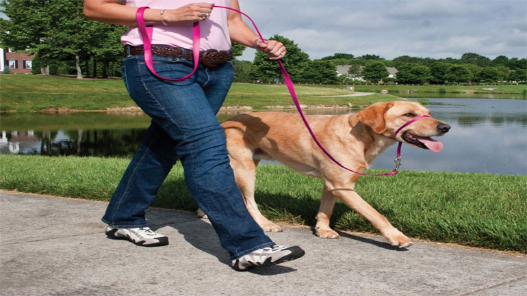 Ψηφιακή καταγραφή των κατοικιδίων από το ΥΠΑΠΕΝ