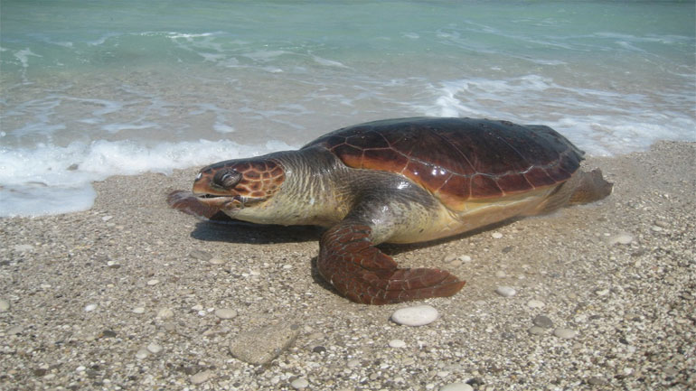 Αλεξανδρούπολη: Νεκρή εντοπίστηκε χελώνα καρέτα καρέτα