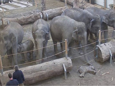 Συγκινητικός αποχαιρετισμός στο μικρό ελεφαντάκι