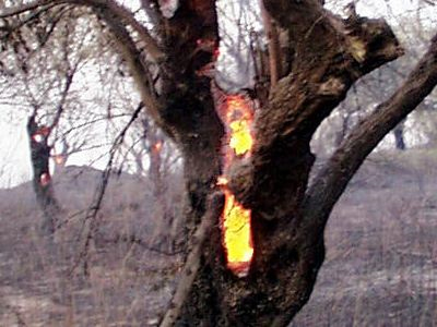 Συνέλαβαν εμπρηστή στη Μεσσηνία