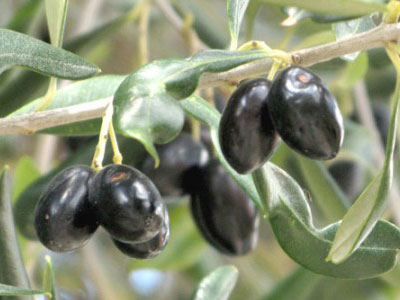 Αντιδρούν για τις «εξευτελιστικά χαμηλές τιμές»