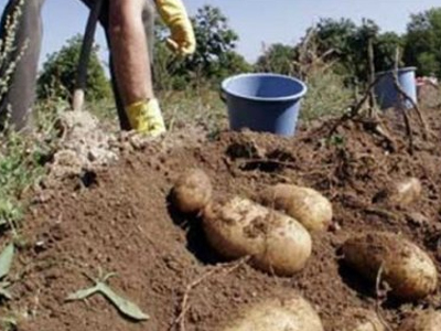 Ηλεία: Μόνο ελληνική πατάτα λέει η Διεύθυνση Αγροτικής Οικονομίας