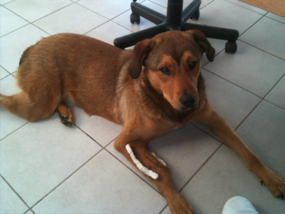 Δίνεται για υιοθεσία η Έλλη