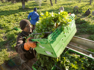 Πρόγραμμα στήριξης Ελλήνων ανέργων