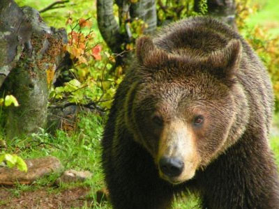 Αρκούδα επιτέθηκε σε βοσκό στην Ευρυτανία