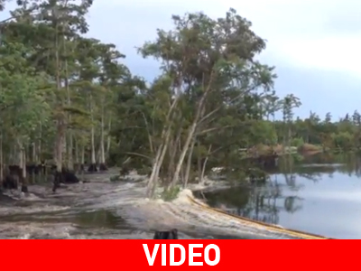 ΗΠΑ: Εξαφανίζονται δέντρα μπροστά στην κάμερα ΗΠΑ: Εξαφανίζονται δέντρα μπροστά στην κάμερα