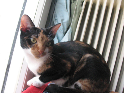 Η Εμμανουέλα περιμένει να την υιοθετήσετε