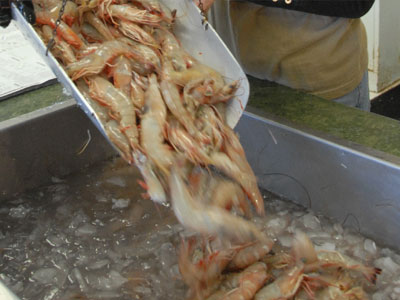 Από ψαράς… «βασιλιάς της γαρίδας» στην Αυστραλία