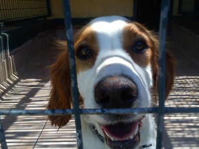 Σκυλίτσα για σπίτι!