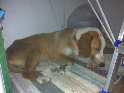 Βρέθηκε σκυλάκι στην Επίδαυρο