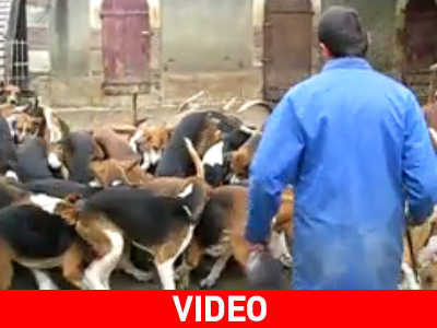 Πώς να ταΐσετε 120 σκυλιά ταυτόχρονα