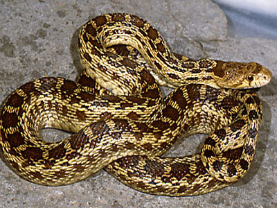 Το δηλητήριο των ερπετών στην υπηρεσία της ιατρικής