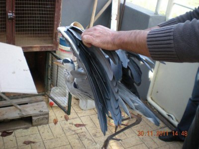 Έσωσαν ερωδιό