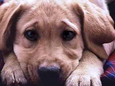 Αδέσποτα ζώα δηλητηριάστηκαν από φόλα στο Κιλκίς