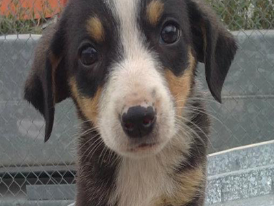 Μια οικογένεια για τον Ευτύχη