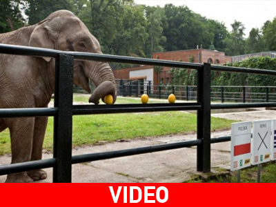 Η Τσίτα «έδειξε» Πολωνία