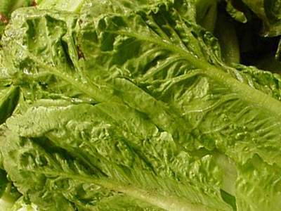 Τρελές αποκλίσεις στην τιμή του κιλού μαρουλιού