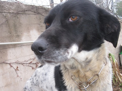 Ο καταπληκτικός Φαίδωνας θα κοσμήσει το σπιτικό σας!