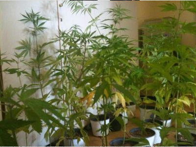 «Μπαξές» με κάνναβη στον Έβρο