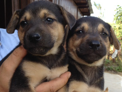 Αδελφάκια δίνονται για υιοθεσία