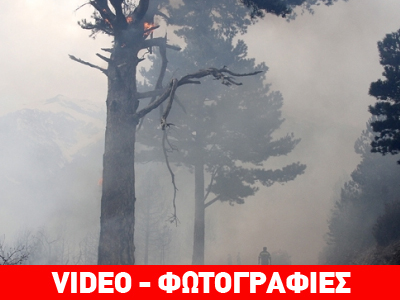 Απειλήθηκε το σημαντικότερο δάσος του Ταϋγέτου