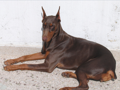 Αναζητά σπίτι