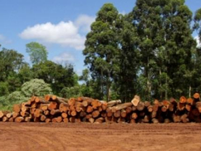 Οργιάζει η λαθροϋλοτομία στην Κρήτη