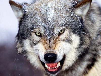 Σχέδιο εξόντωσης 3.000 λύκων στη Σιβηρία