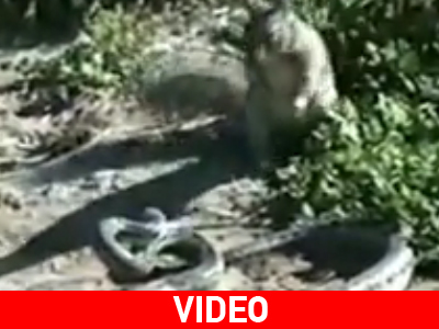 Άμα το λέει η καρδιά σου…