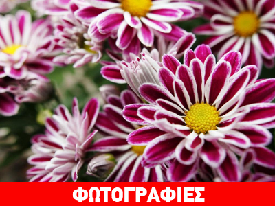 «Η δύναμη των λουλουδιών»