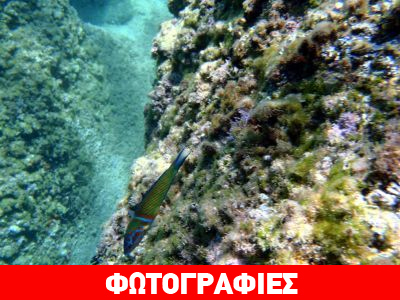 Κάτω από την επιφάνεια της θάλασσας…