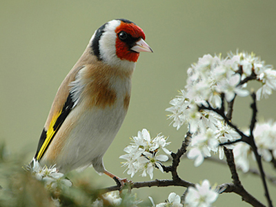 O Πάγκαλος και το… πουλάκι του