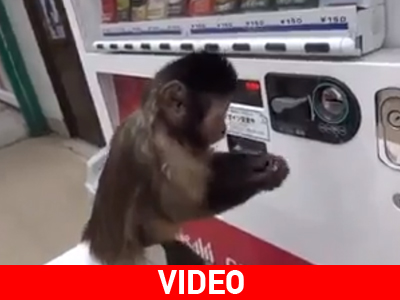 Η μαϊμού δίψασε