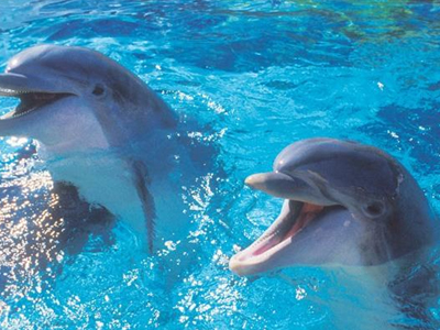 Διαψεύδεται ο μύθος περί… μνήμης ελέφαντα!