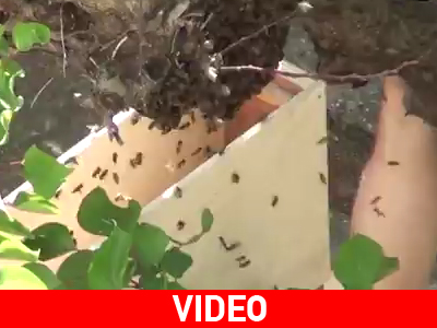 «Ταμπουρώθηκαν» στο σπίτι τους λόγω… σμήνους