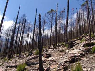 Επιστολή ΣΥΡΙΖΑ στον Α. Σαμαρά για τις πυρόπληκτες περιοχές