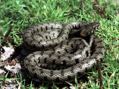 Έρχονται τα πρόστιμα για το νερόφιδο