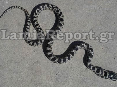 Οχιά «τρύπωσε» σε διαμέρισμα!