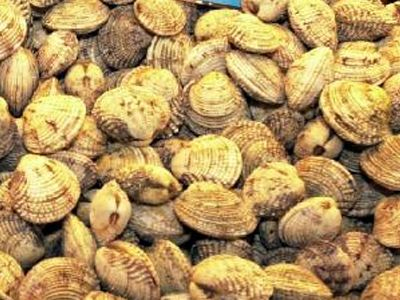 Κατασχέθηκαν 70 κιλά οστρακοειδή