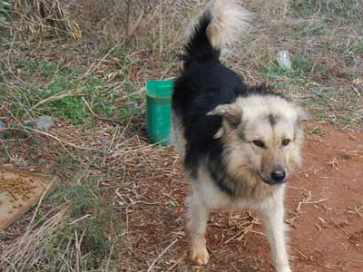 Ο Φιλάκιας αναζητεί σπίτι