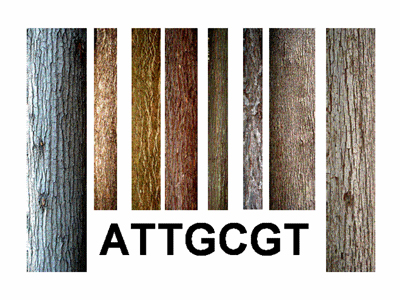 Γενετικό barcode στα φυτά