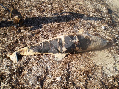 Νεκρό δελφίνι και χελώνα στη Λευκάδα