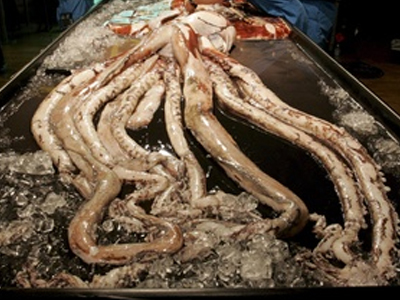 Καλαμάρι-γίγας αλιεύτηκε στα Χανιά