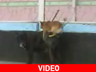 Μικρόσωμος… επιβήτορας