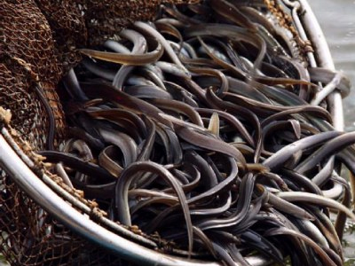 Εμπλουτισμός της Παμβώτιδας με χέλια