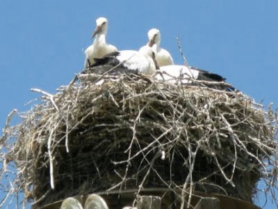 Νεκροί πελαργοί στο ΧΥΤΑ Έδεσσας