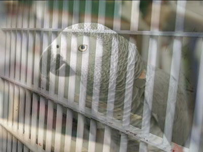 «Το ‘πε το ‘πε ο παπαγάλος»