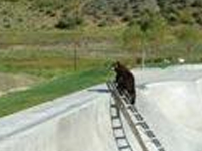 Μία αρκούδα αλλιώτικη απ’ τις άλλες