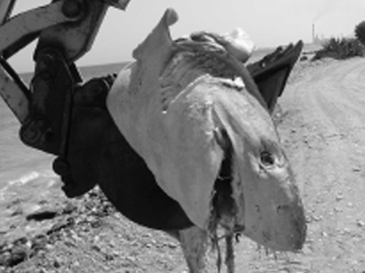 Καρχαρίας εκβράστηκε στη Ρόδο