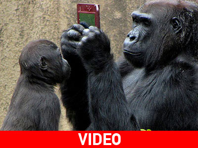 Γορίλας παίζει Νintendo DS
